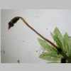 Plants 04er 02.jpg